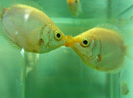小型观赏鱼类接吻鱼精美图片