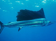 肉食性鱼类美国旗鱼图片