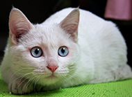 普通蓝眼白猫趴着的图片