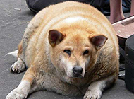 体重超标的宠物狗爆笑图片