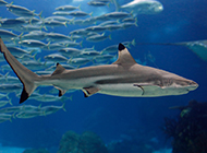 水族馆内的观赏小鲨鱼图片