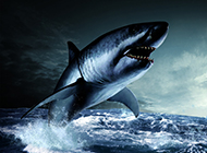 巨型大白鲨鱼牙齿锋利图片