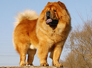 毛茸茸的金黄松狮犬图片
