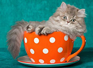 茶杯猫慵懒姿态图片大全