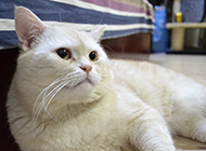 白英短猫图片坐姿慵懒散漫