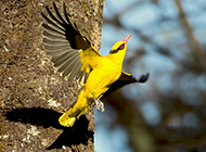 黑枕黄鹂鸟展翅高飞图片