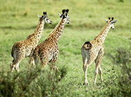 斑马长颈鹿等野生动物图片