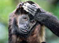灵长类猿猴猩猩动物图片
