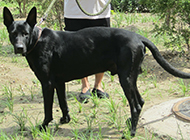 健壮高大的中华黑狼犬图片