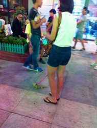 郑州女子街头遛蜥蜴 被称赞最霸气的萌物