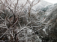 白雪覆盖的高山枯树雪景