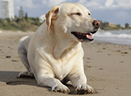 会笑的狗狗白色拉布拉多犬图片