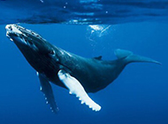 可爱鲸鱼海底游玩图片