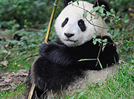 中国国宝熊猫萌萌哒图片