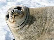 海洋生物海狮精美可爱写真图