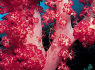 神奇缤纷的海底藻类世界精美壁纸