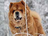 棕色松狮犬雪地活动图片
