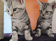 两只可爱的纯种美国短毛猫图片