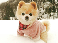 雪地上的俊介犬图片