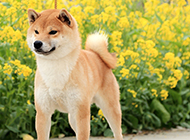 最漂亮日本柴犬图片欣赏