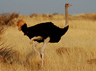 草原自由奔跑的驼鸟图片