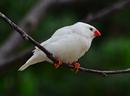 白珍珠鸟身形小巧图片