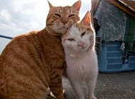深情的两只猫倾情演绎泰坦尼克