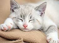 熟睡的可爱猫咪精美宠物美图集