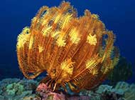 千奇百怪的珊瑚海葵组图