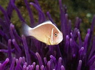 澳洲小丑鱼海底畅游图片