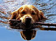 纯种金毛寻回犬狗狗游泳图片