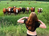 美女恶搞内涵图片之奶牛们惊呆了