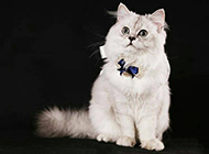 蓝色金吉拉猫俏皮可爱写真图片