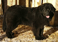 黑色纽芬兰犬调皮吐舌图片