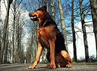 忠诚勇敢的德国狼犬图片