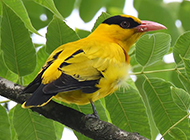 羽翼艳丽的黄鹂鸟图片