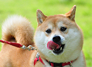 吐舌头的赤色柴犬图片