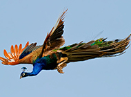 自由飞翔的孔雀