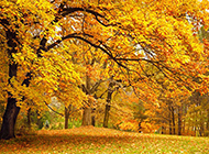 深秋枫树林自然风景图片欣赏