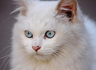 普通蓝眼白猫认真严肃的图片