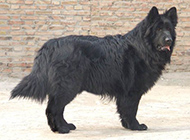 身材健壮高大的黑熊犬图片
