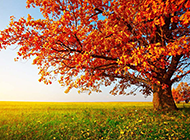 秋天枫树唯美意境风景图片