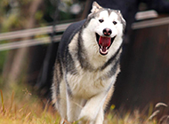 阿拉斯加犬狗狗奔跑图片