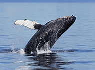 大鲸鱼海面跳跃图片