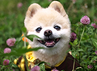 置身花丛中的日本俊介犬图片