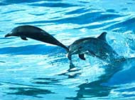 海洋精灵 海豚