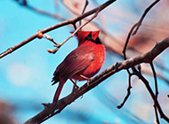 红衣主教鸟高清动物壁纸