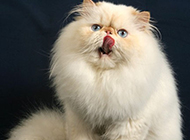 喜马拉雅种猫顽皮吐舌图片