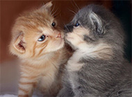 两只萌猫咪亲吻可爱图片