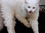 长毛蓝眼白猫凶狠表情图片